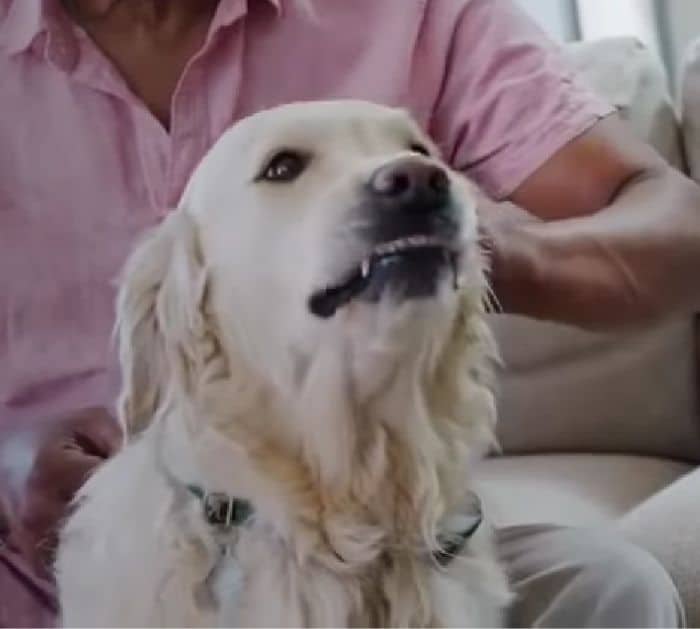 How to Naturally Kill Dog Fleas with Coconut Oil