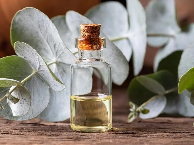 Does Eucalyptus Repel Ticks? (Quick Answers)