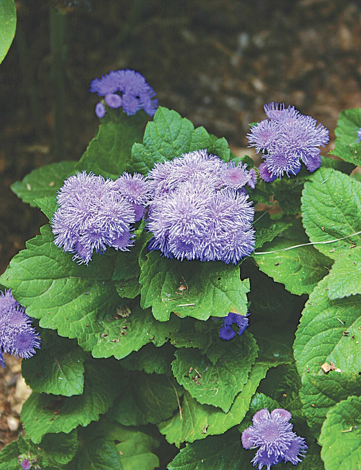 Top 9 Flowers That Repel Insects DIY Morning