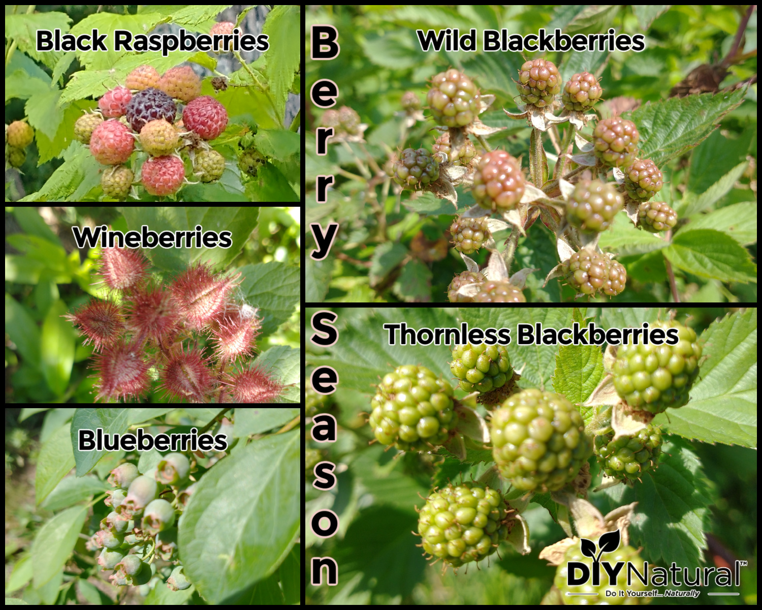 Berry Season Learn How to Harvest And Store Seasonal Berries