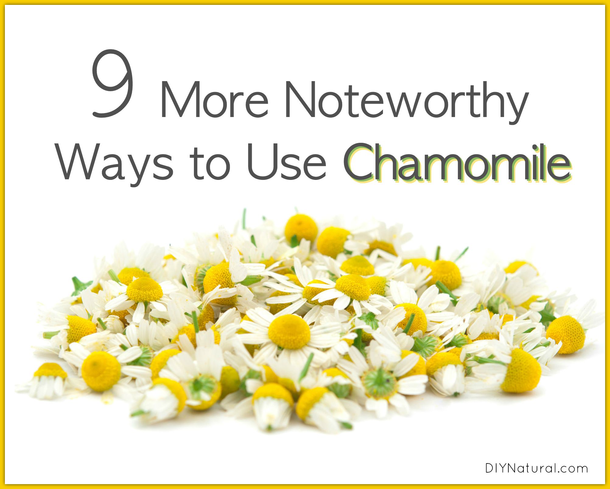 Chamomile and Nine Uses You Need to Try
