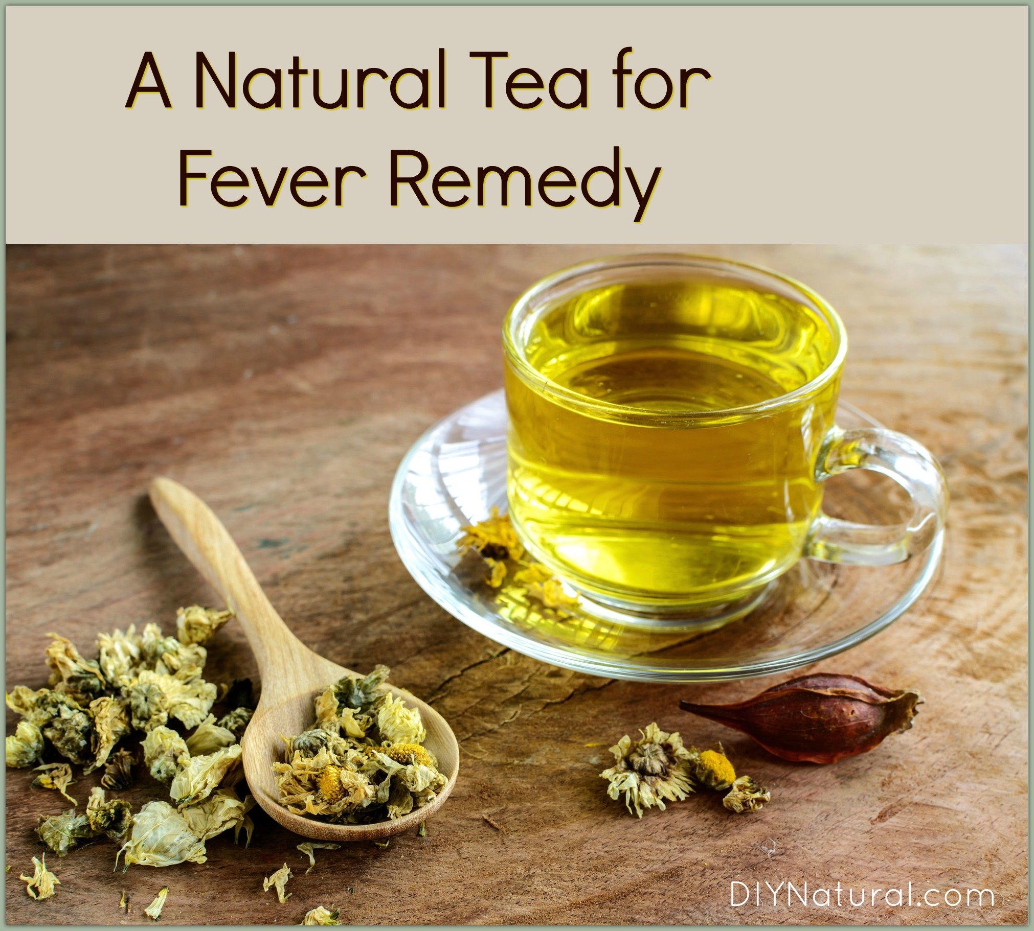 Fever Remedies Use This Common Flower for Fever Relief Tea