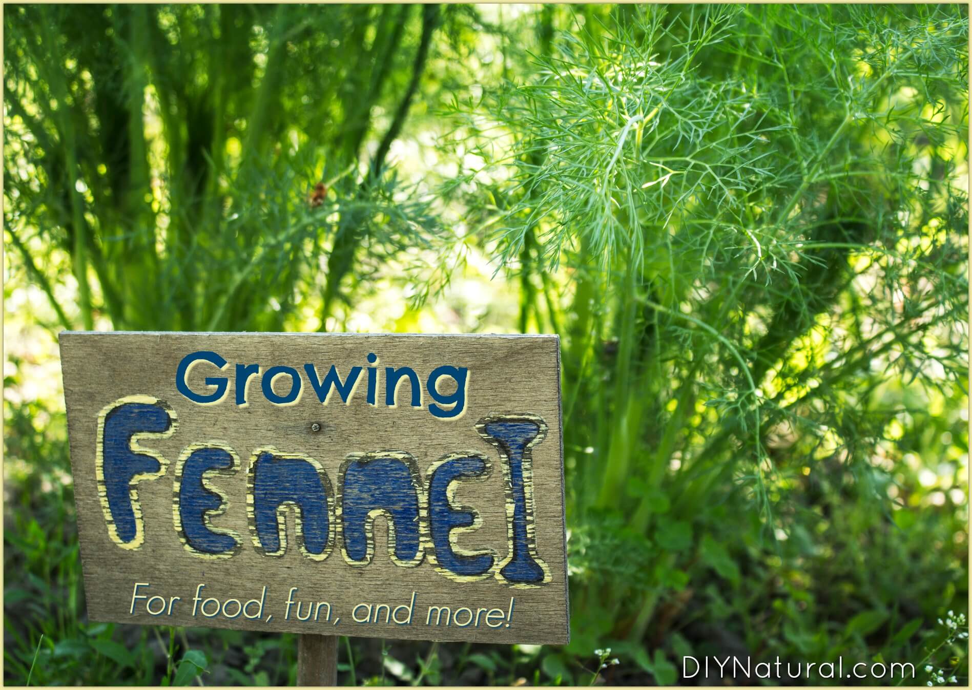 Growing Fennel Learn to Grow Fennel for Food, Health, and Pleasure