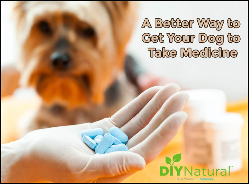 How to Get a Dog To Take a Pill A Quick, Easy, and Foolproof Method
