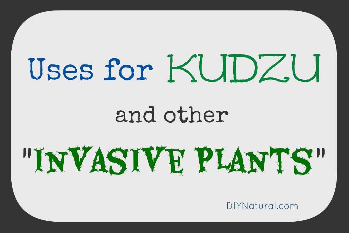 Uses for Kudzu and Other Invasive Plants