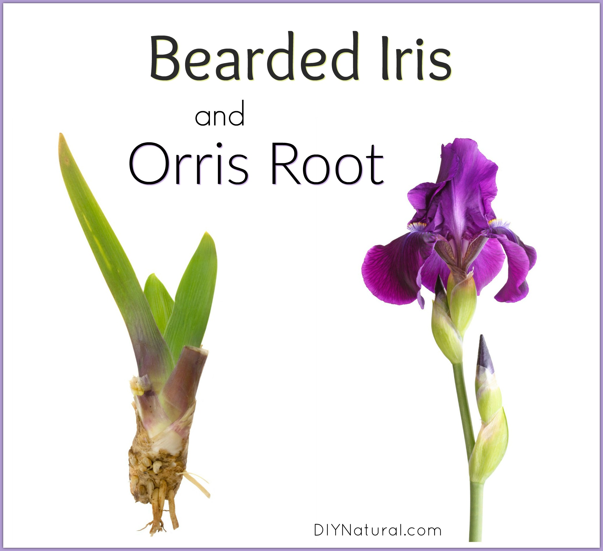 Orris Root Incense Make This Homemade Incense for a Smell of Spring