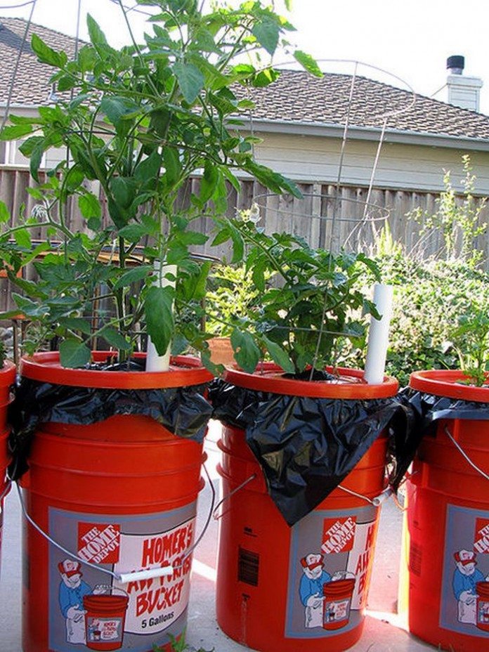 5 Gallon SelfWatering Tomato Container DIY projects for everyone!