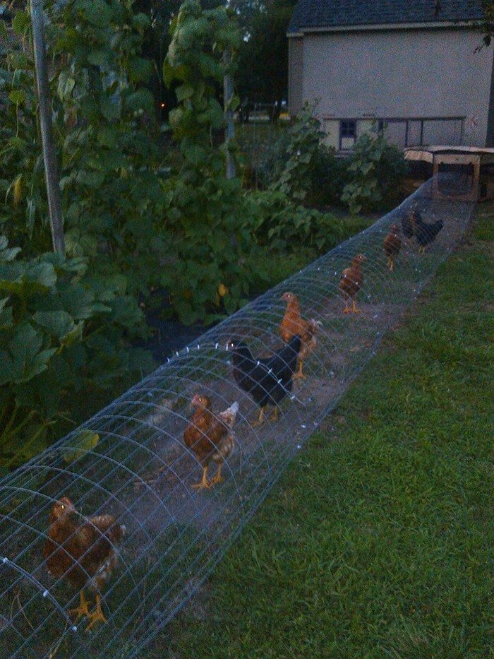DIY Chicken Tunnel System An Efficient Idea in 7 Steps