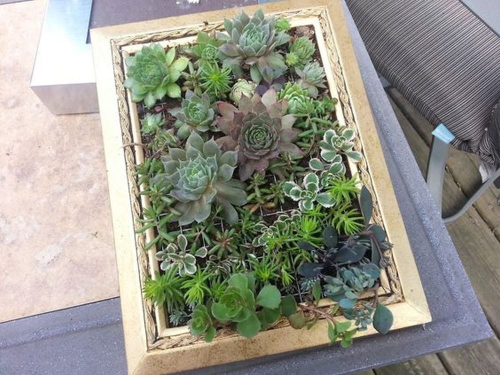 DIY Picture Frame Planter DIY projects for everyone!