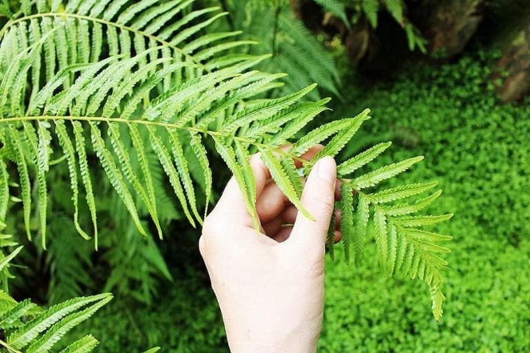 How to Revive a Dying Fern (Updated 2021) DIY Quick Tips