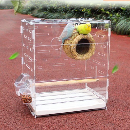 How to Build an Acrylic Bird Cage Expert Guide for You (2024)