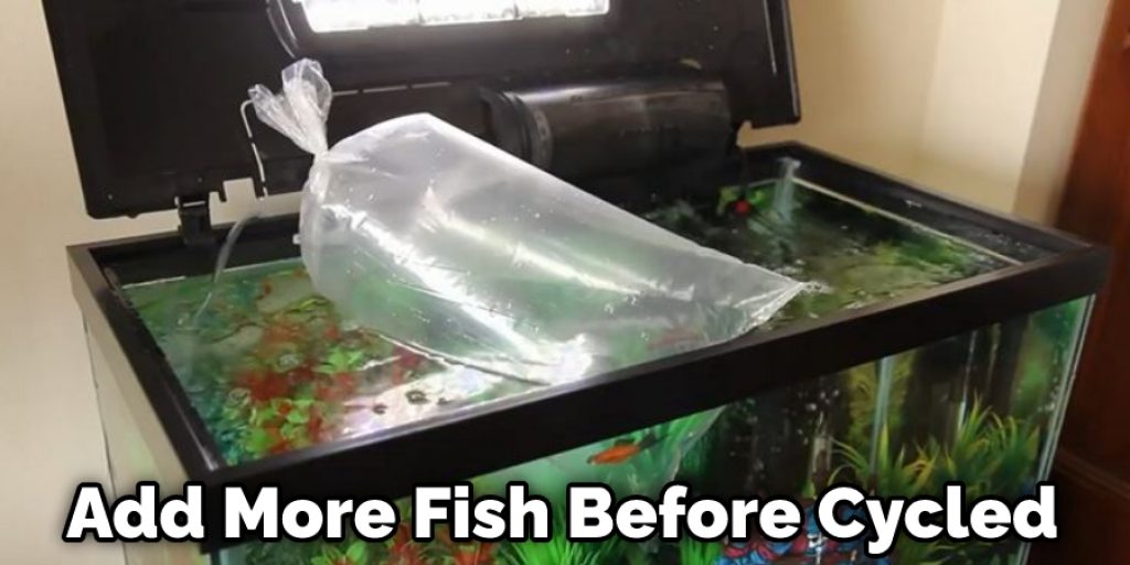 How Long to Cycle a Tank With Seeded Media Detailed Explain (2024)