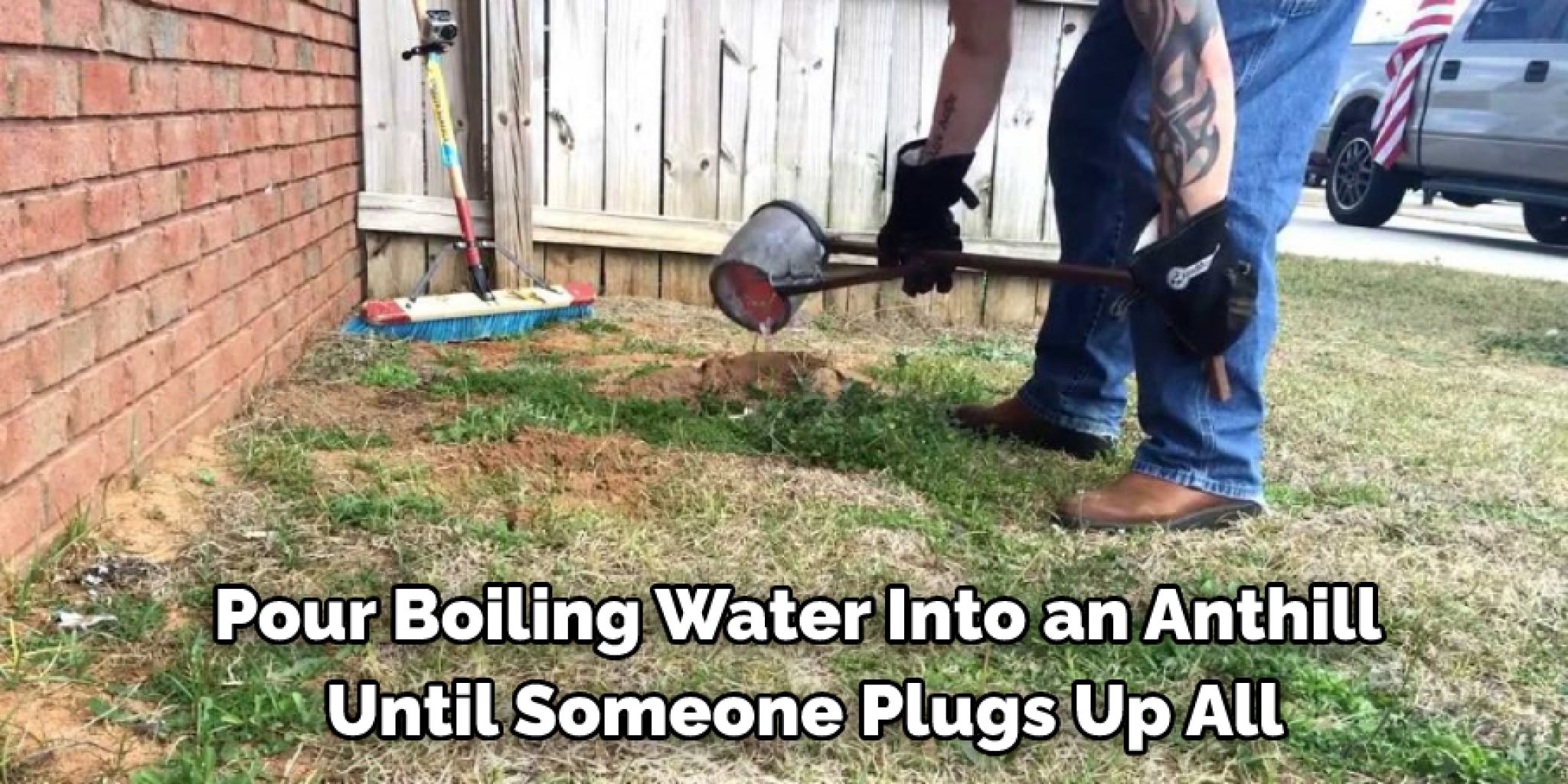 How to Remove Ant Hills From Lawn Described in 11 Steps (2024)