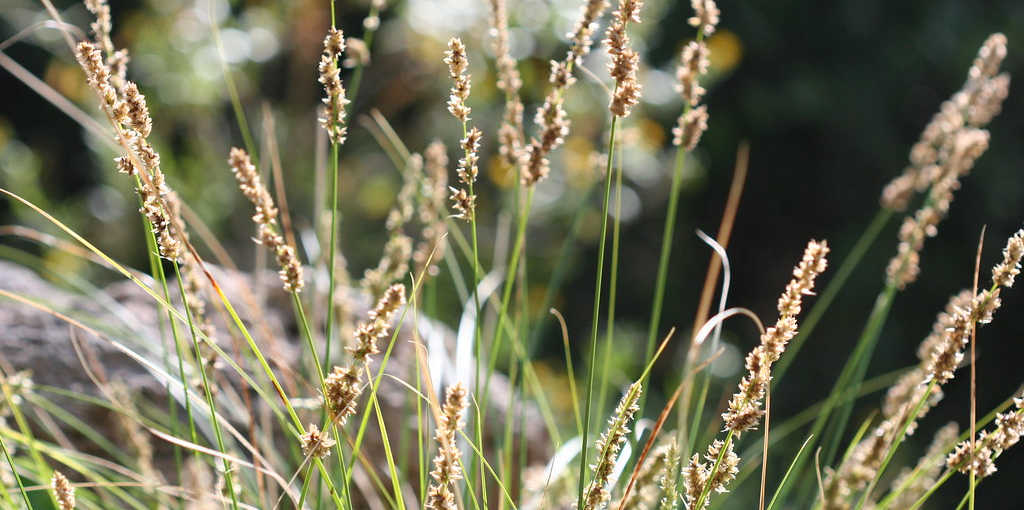 How to Plant Grass in Arizona in 5 Steps (2024)