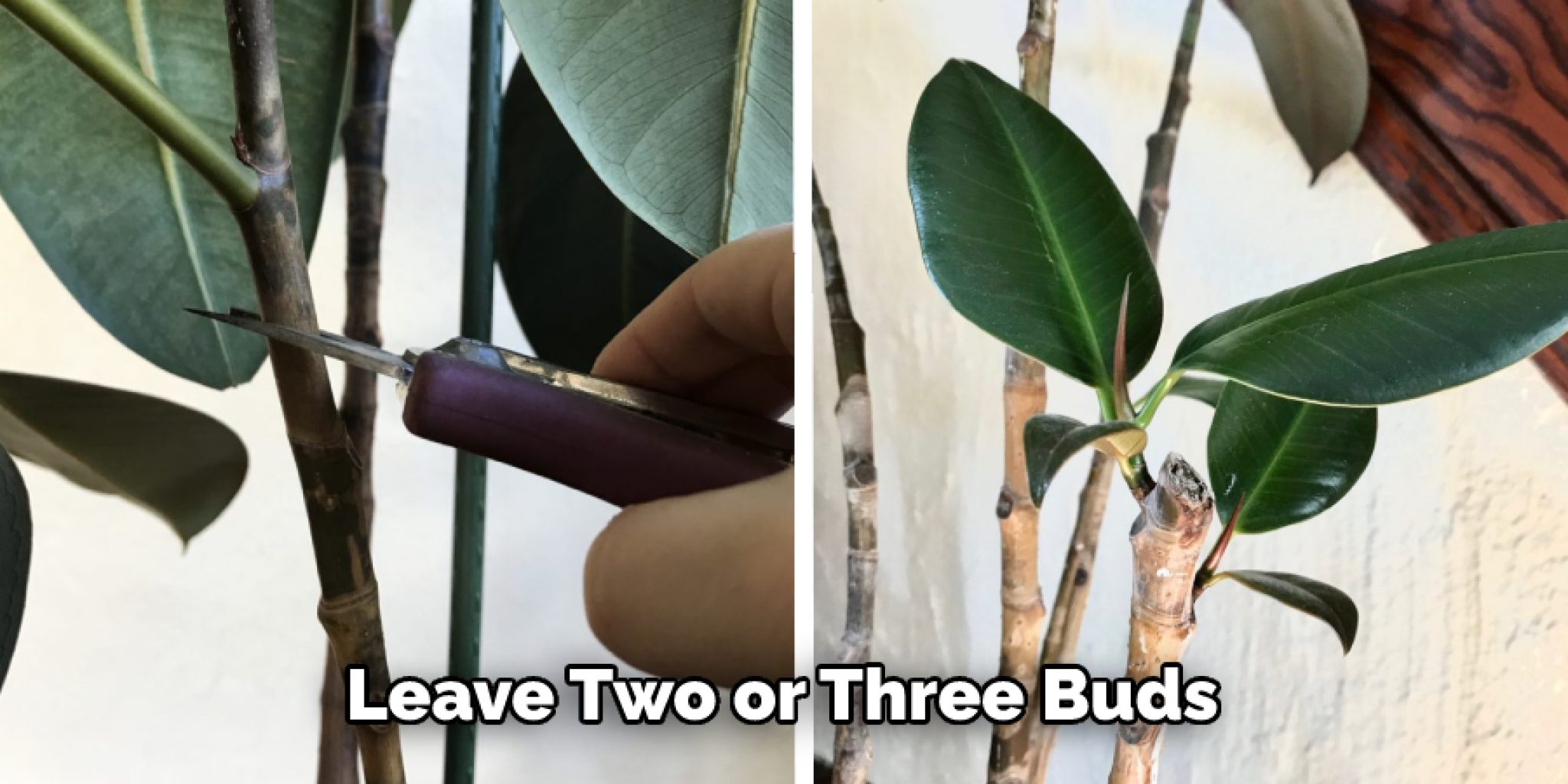 How to Root a Rubber Plant in Water 7 Steps (2024)