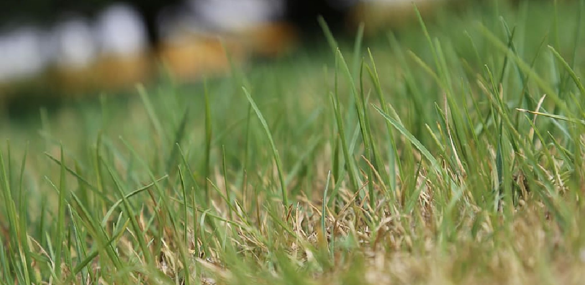 How to Smooth Out a Bumpy Lawn Described in 10 Methods (2024)