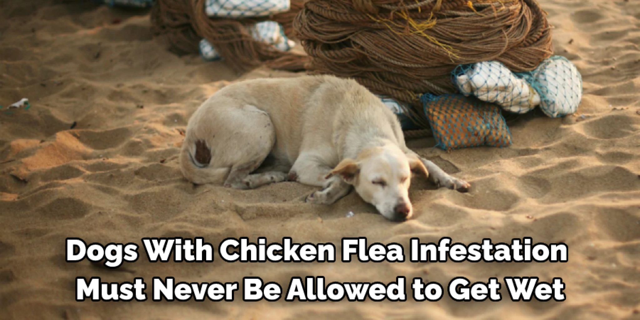 How to Get Rid of Chicken Fleas on Dogs Magnificent 4 Steps (2024)