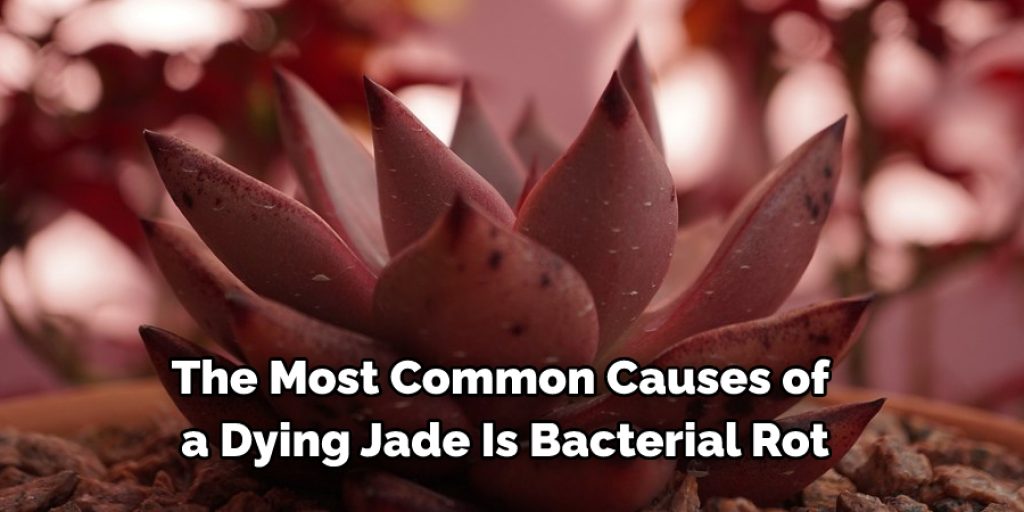 How to Save a Jade Plant Described in 15 Ways (2024)