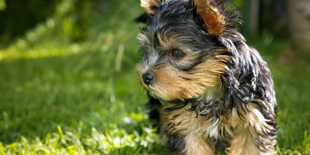 How Do I Keep My Lawn Green With Dogs 4 Quick Steps (2024)