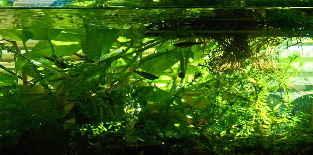 How to Plant Pothos in Aquarium Easy 5 Methods (2024)