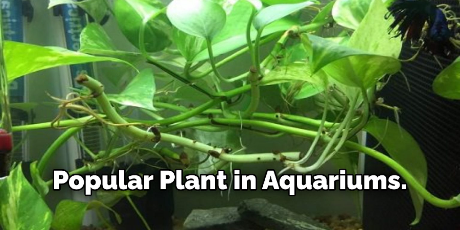How to Plant Pothos in Aquarium Easy 5 Methods (2024)