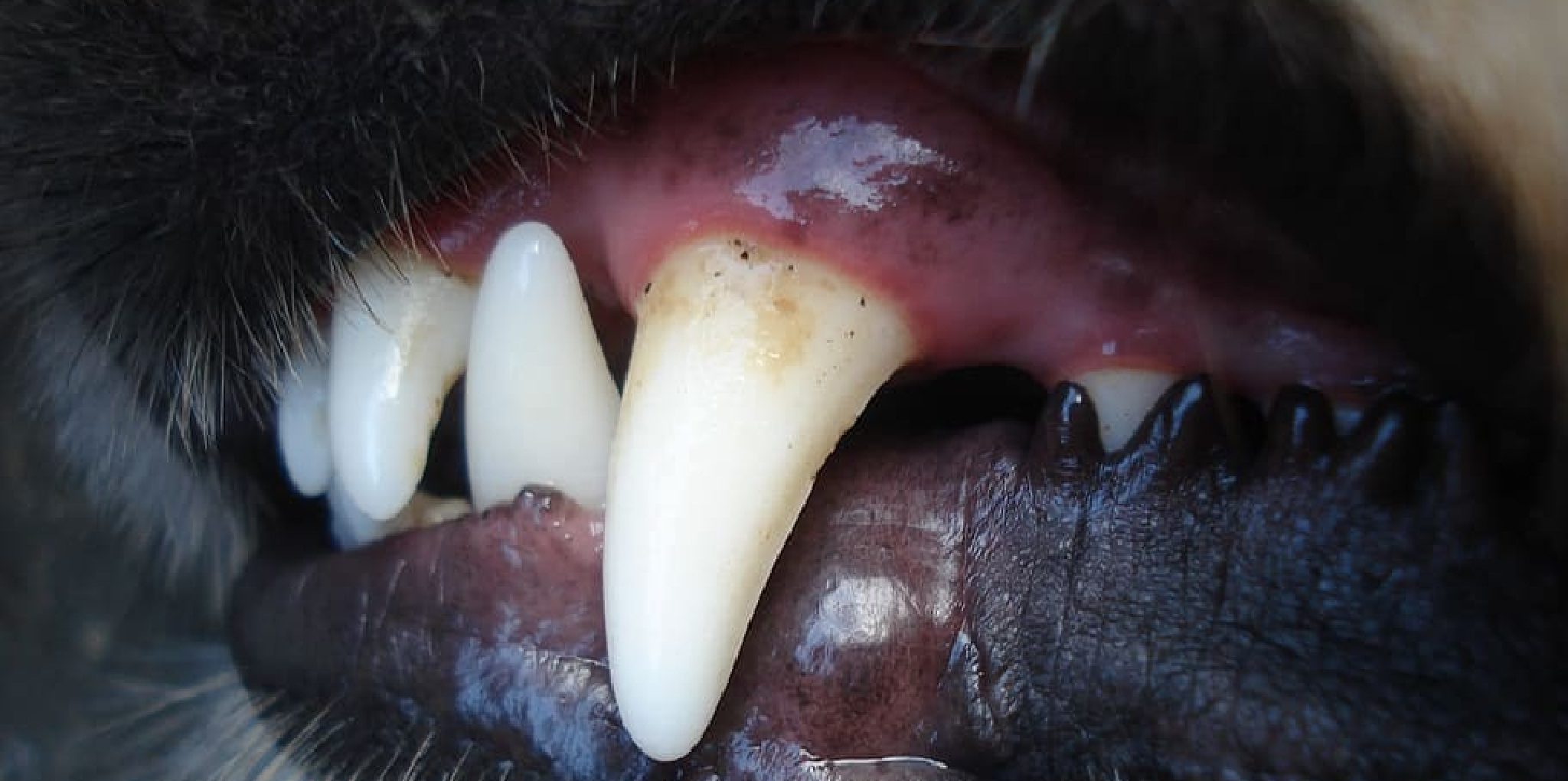 How to Get Sharp Canine Teeth Naturally 5 Effective Ways (2024)