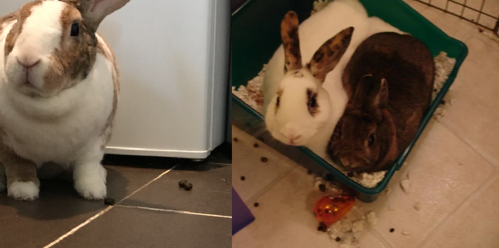 How to Stop Rabbit Pooping Everywhere Expert Guide for You (2024)
