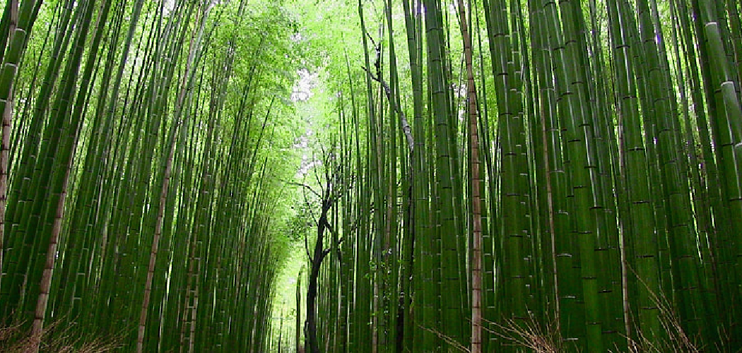 How to Make Bamboo Grow Thicker Detailed Explanation (2024)