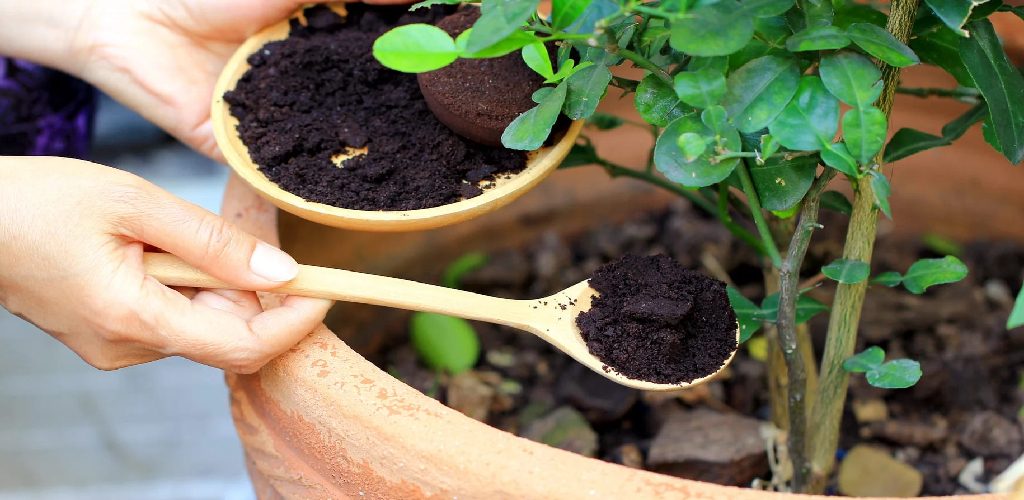 How to Apply Coffee Grounds to Roses Described in 5 Steps (2024)