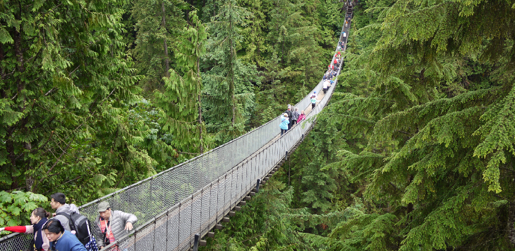How to Build a Rope Bridge Across a Canyon 12 Effective Ways