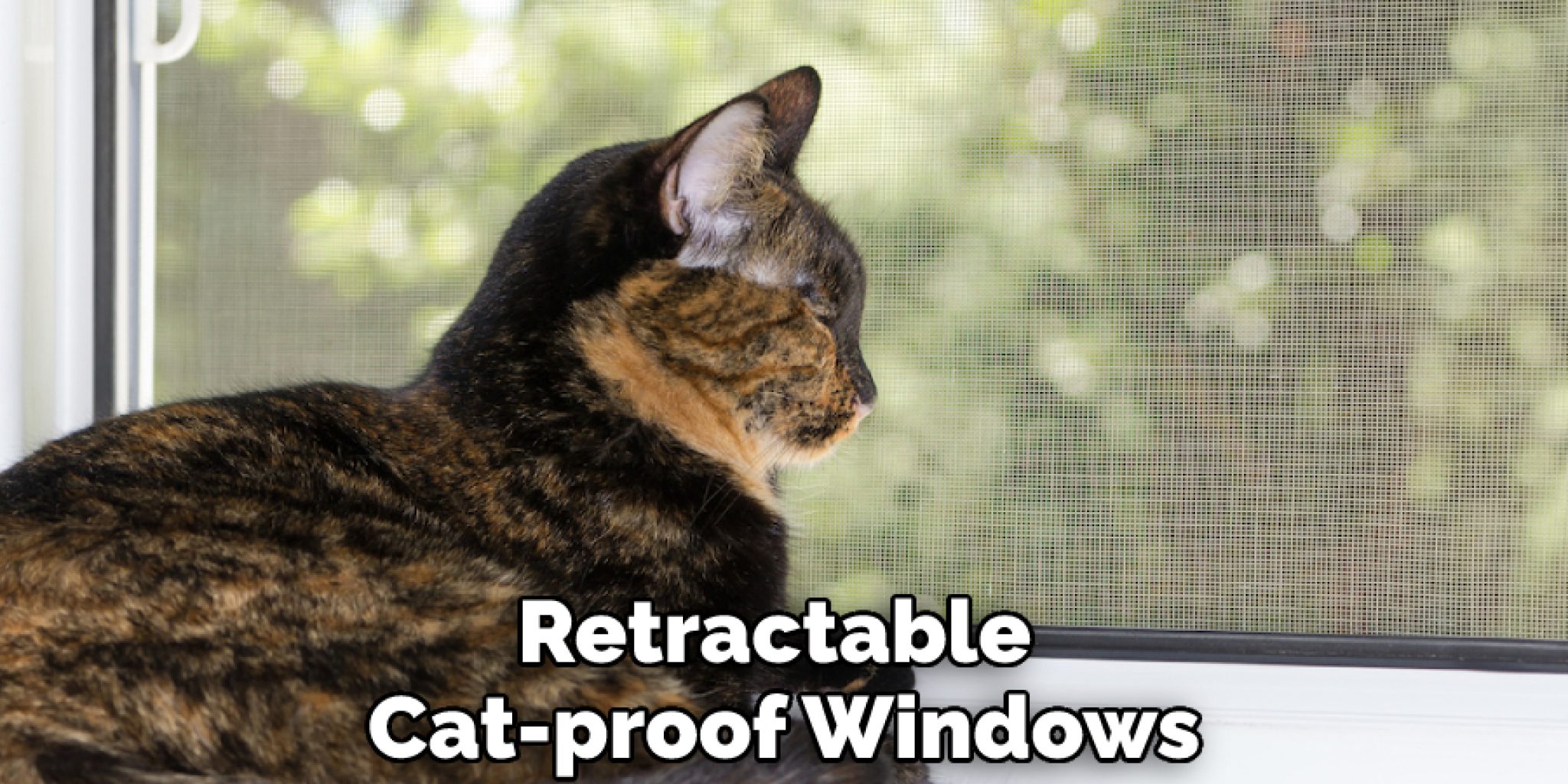 How to Keep Cats Out of Window Blinds in 10 Effective Steps (2024)