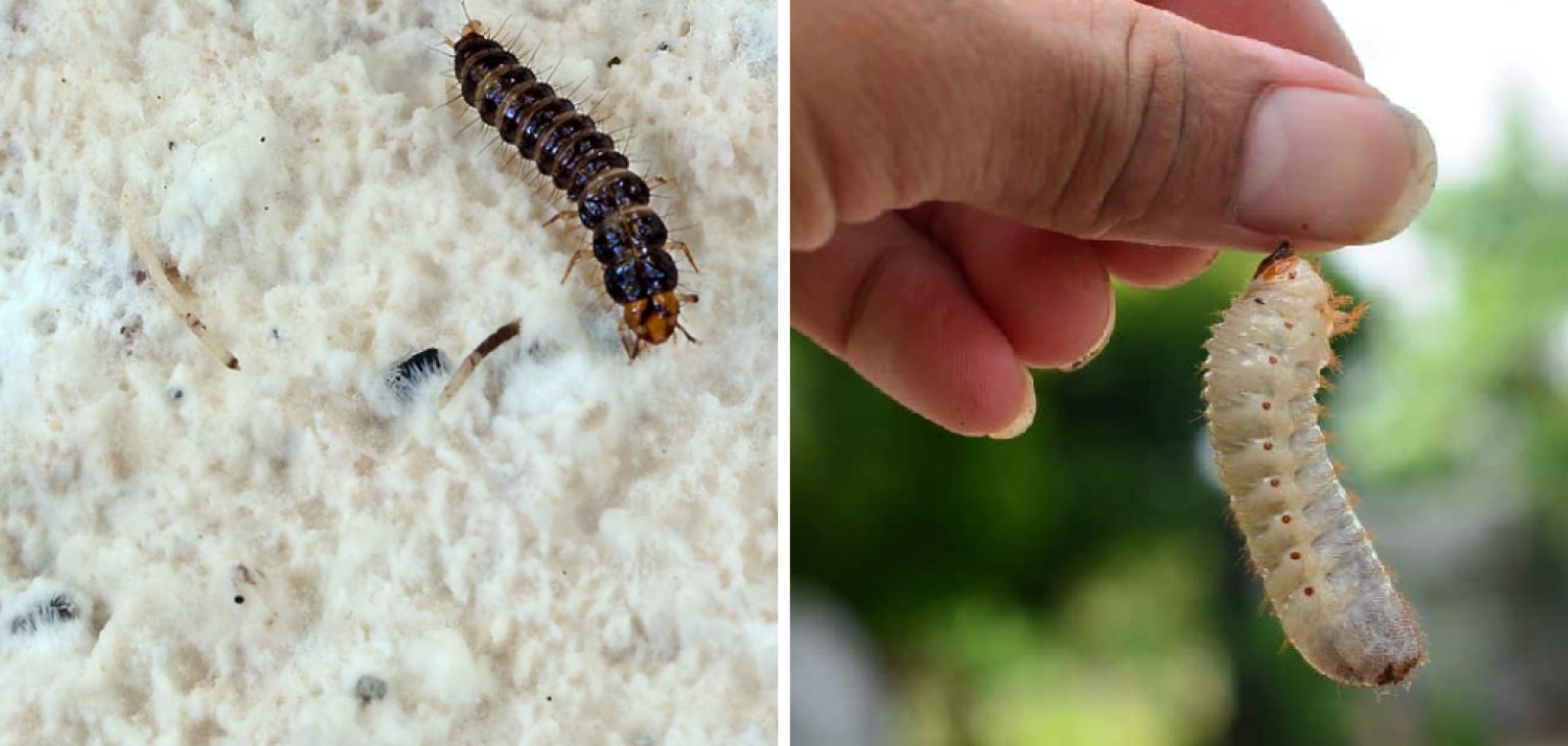 How to Get Rid of Bed Worms 10 Effective Methods (2024)