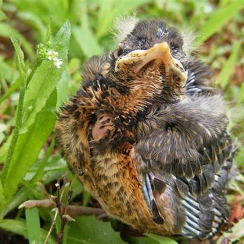 Can a fledgling robin feed itself? DIY Seattle