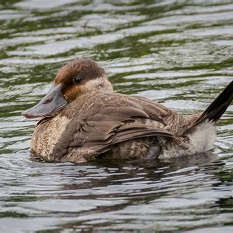How does Ruddy Duck find food? DIY Seattle