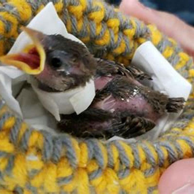What is birds nest good for? DIY Seattle