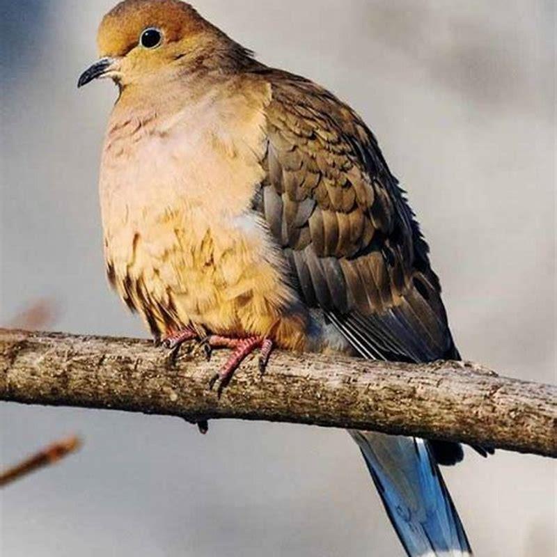 Why do they call it a mourning dove? DIY Seattle