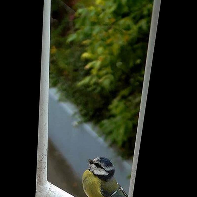 Why do birds hit the window repeatedly? DIY Seattle