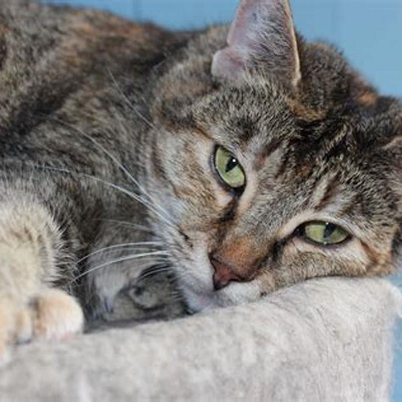 What color cats are the most affectionate? DIY Seattle