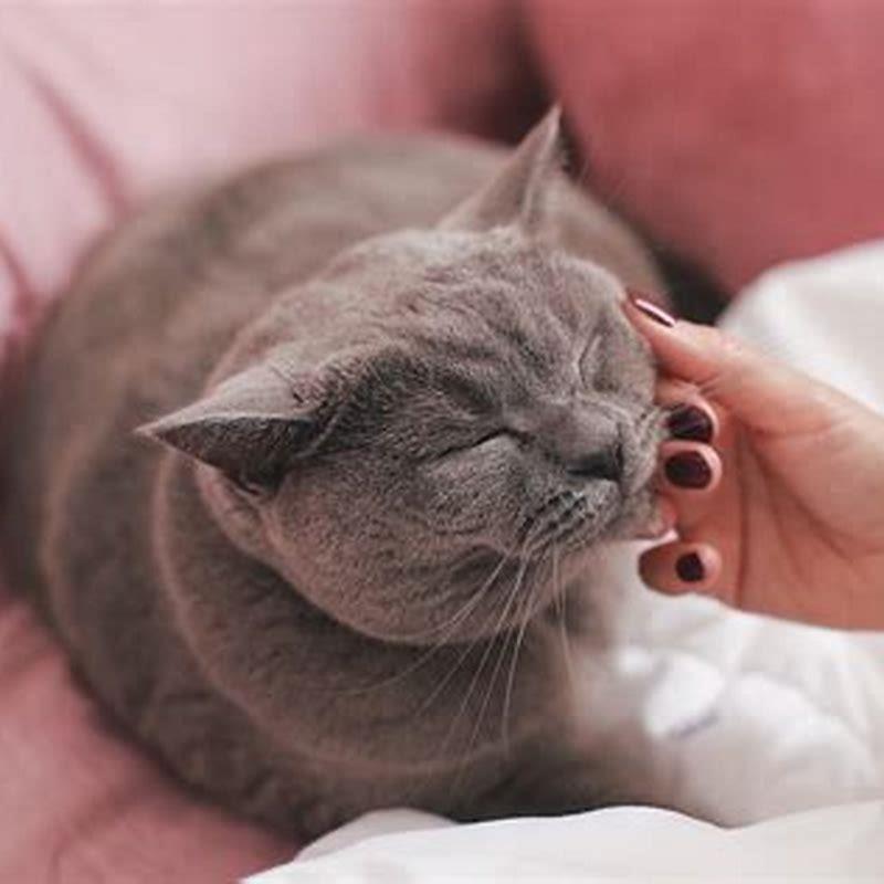 Do and donts of owning a cat? DIY Seattle