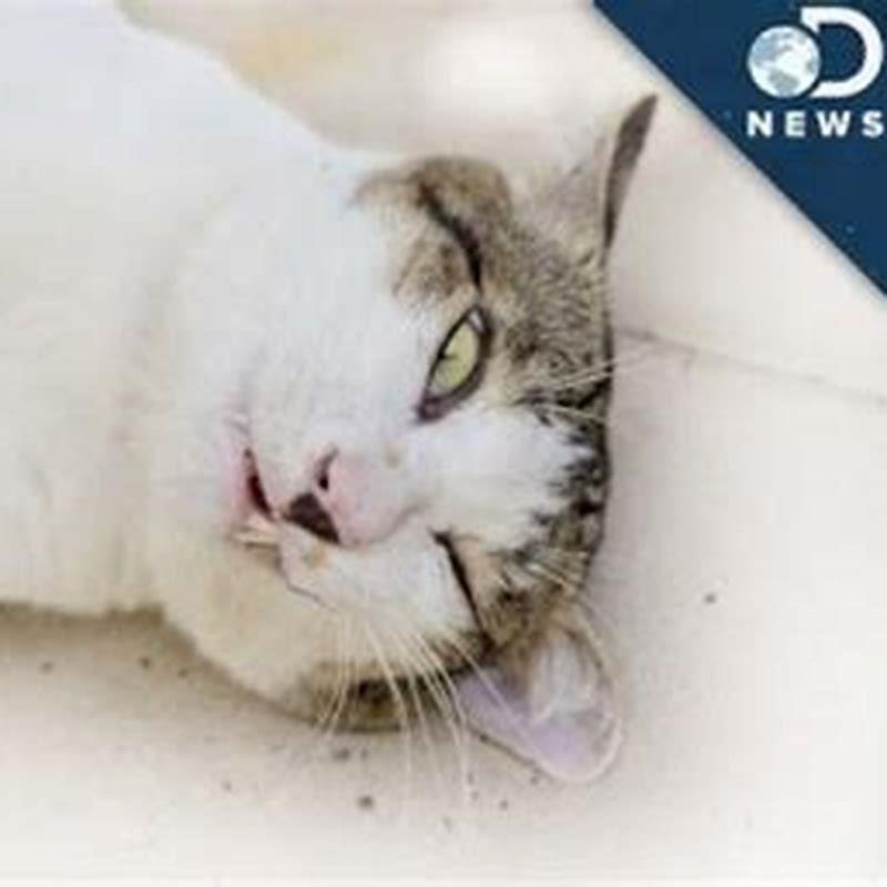 Do cats get high on catnip? DIY Seattle