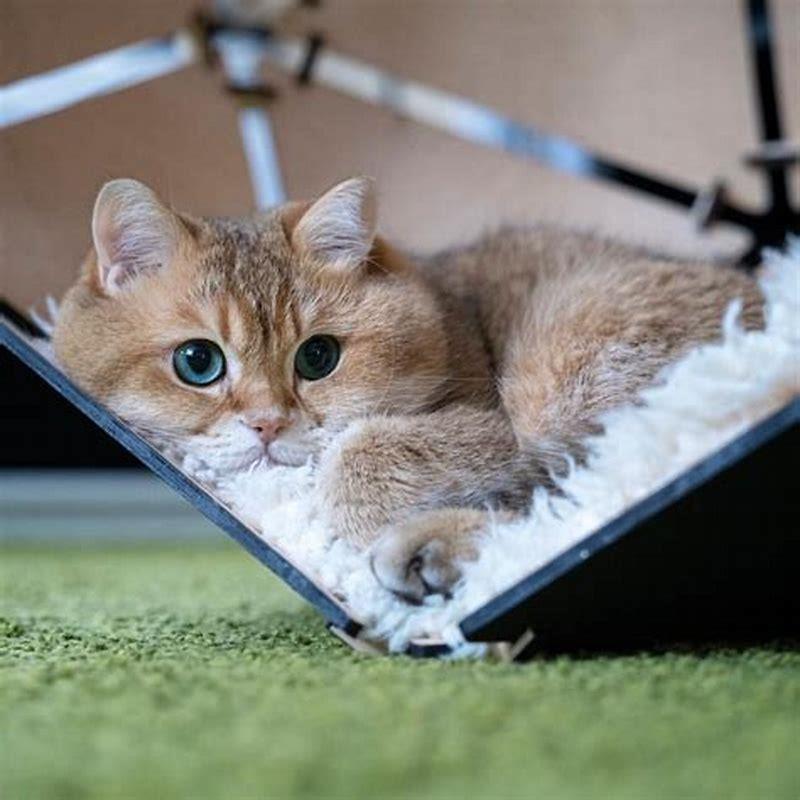 Do cats prefer squares? DIY Seattle