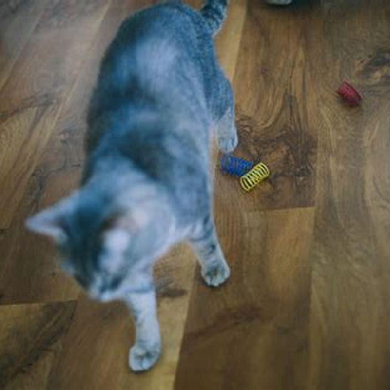 How do I get my cat to stop chewing on plastic? DIY Seattle