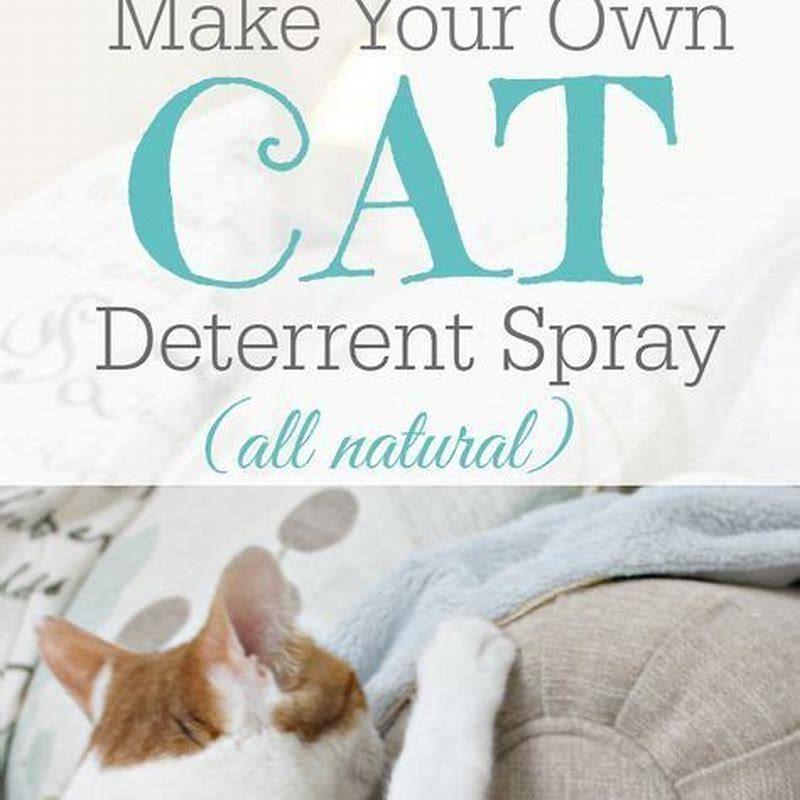 How do I get my cat to stop urinating on the carpet? DIY Seattle