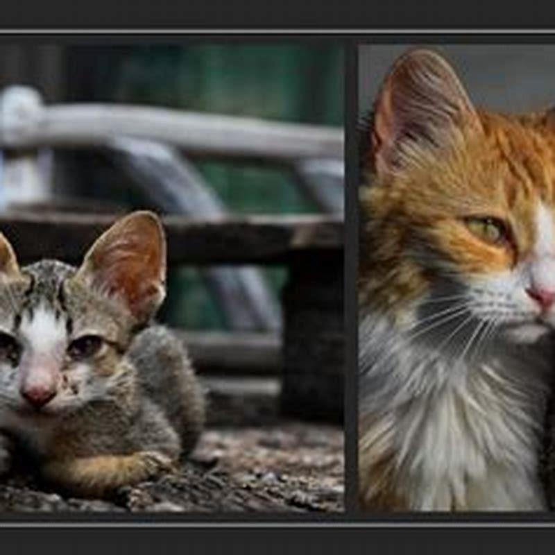 How do I get rid of stray cats permanently? DIY Seattle