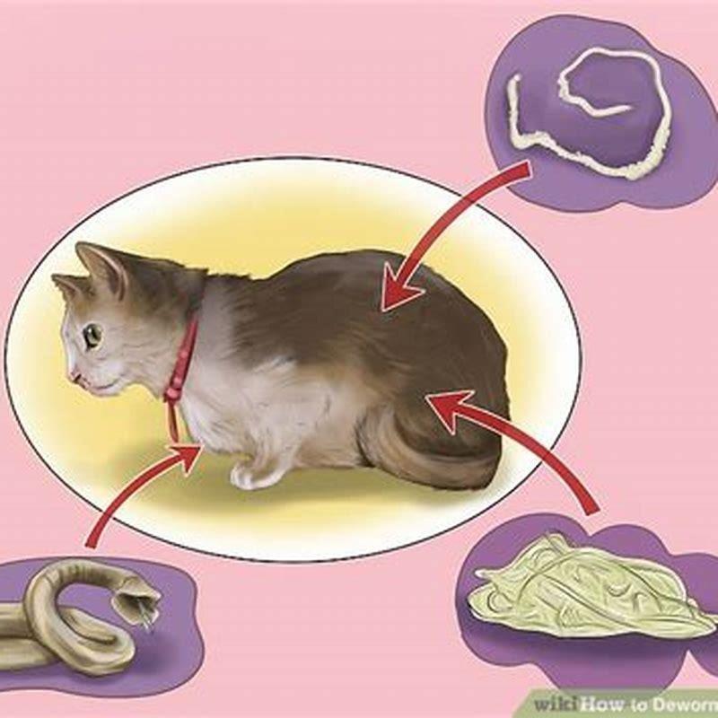 How do you deworm a cat? DIY Seattle