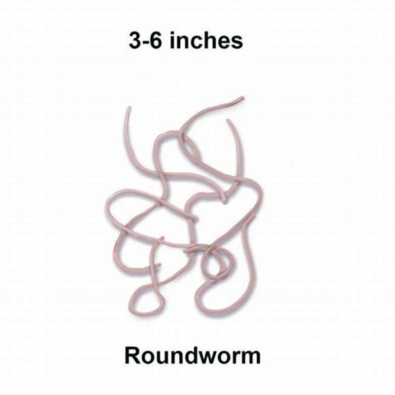 How does an indoor cat get worms? DIY Seattle