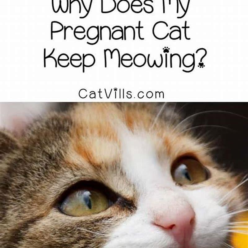 How frequently can a cat get pregnant? DIY Seattle