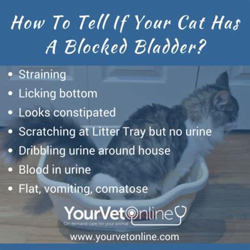 How frequently should cats urinate? DIY Seattle