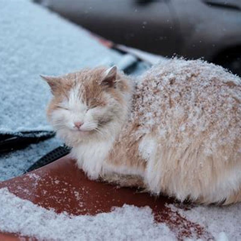 How long can a cat survive in the cold? DIY Seattle