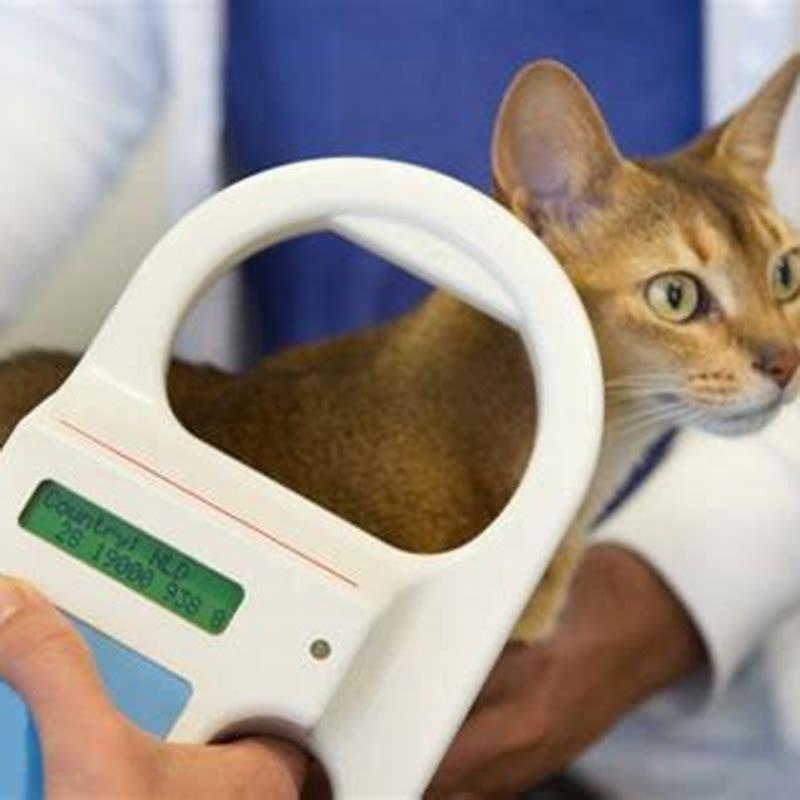 How long does a microchip last in a cat? DIY Seattle